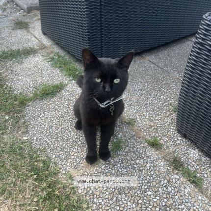 Photo 1/1 Chat retrouvé Perdu à Longpont sur orge