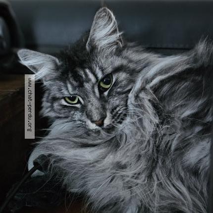 Photo 2/2 Poppy Chat perdu à Mont ras