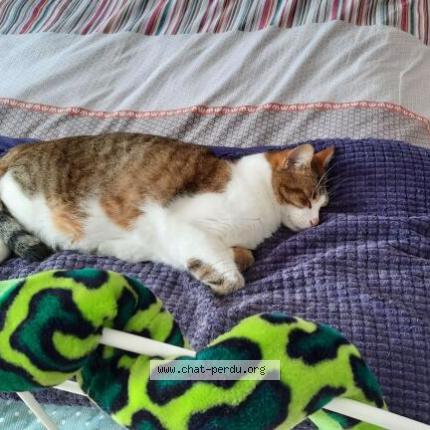 Photo de chat perdu à Sainte Bazeille