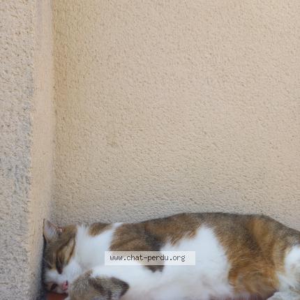Photo 2/2 Chat retrouvé Perdu à Sainte Bazeille