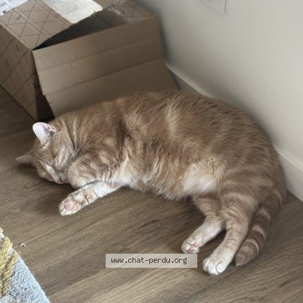 Photo de chat perdu à Tours
