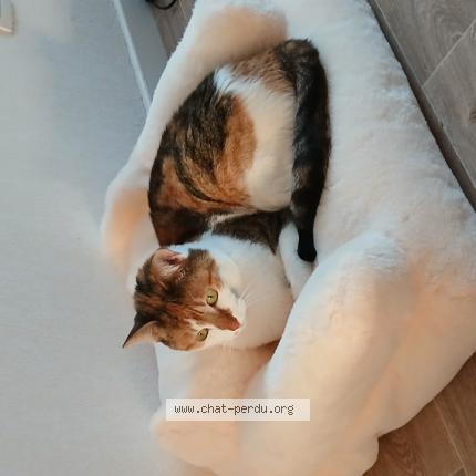 Photo 1/1 Chat retrouvé Perdu à Lisle Sur Tarn