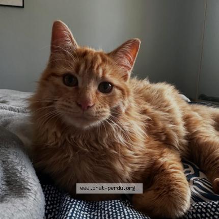 882828 winny chat perdu à LAUZERTE - Chat Perdu France