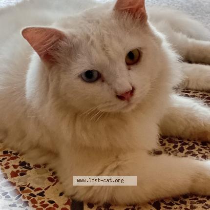 Photo 1/1 Dragon Chat perdu à Karachi