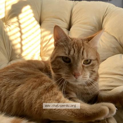 Photo 1/1 Buddy Chat perdu à Messincourt