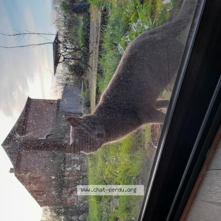 Photo 1/1 Grizouille Chat perdu à Avesnes sur helpe