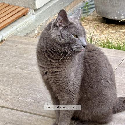 Photo 1/1 Chat retrouvé Perdu à Guyancourt