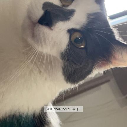 Photo 1/1 Joy Chat perdu à Nomain