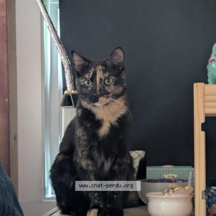 Photo 1/1 Luna Chat perdu à Mascouche