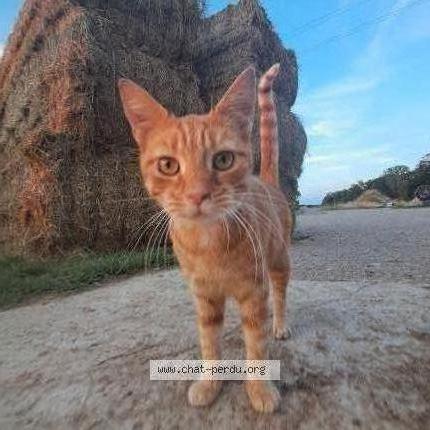 Photo 1/1 Picon Chat perdu à Maucourt