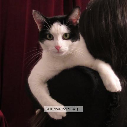 Photo 1/1 CHASE Chat perdu à Rennes