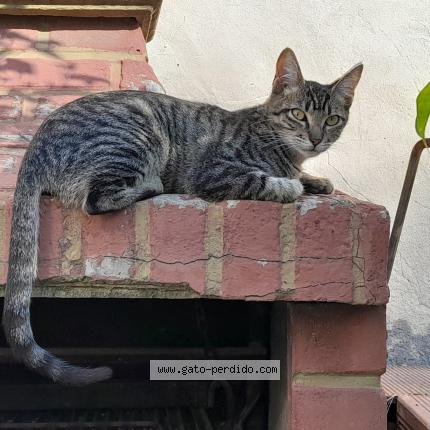 Photo 1/1 Luz Chat perdu à Burzaco