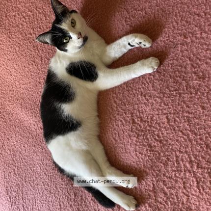 Photo 1/1 Virgule Chat perdu à Ambrault