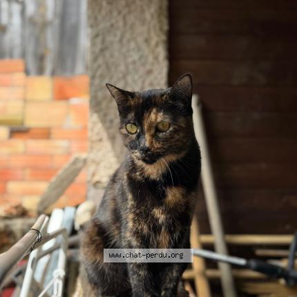 Photo de chat perdu à Monclar De Quercy