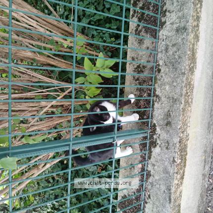 Photo 1/1 Chat trouvé Trouvé à Lyon