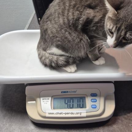 Photo 1/1 Chat retrouvé Perdu à Voisins le bretonneux