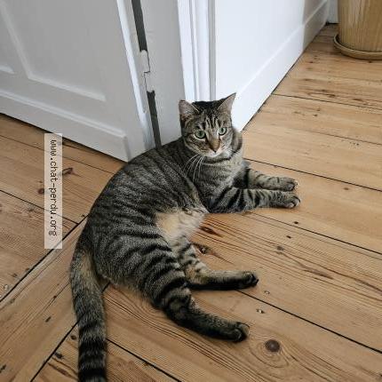 Photo de chat perdu à Marquette Lez Lille