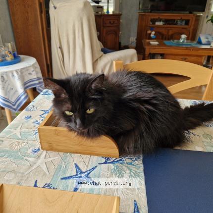 Photo de chat perdu à Toulouse