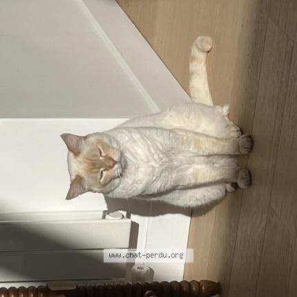 Photo de chat perdu à 95210 St Gratien