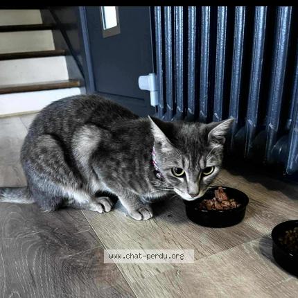 Photo 1/1 Youkie Chat perdu à Agen