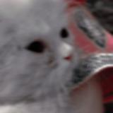 Photo de chat perdu à Lahore