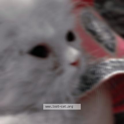 Photo 1/1 Famin Chat perdu à Lahore