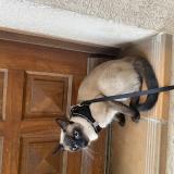 Photo de chat perdu à Montpellier