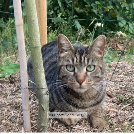 Photo 1/1 Chat retrouvé Perdu à Saint Symphorien De Marmagne
