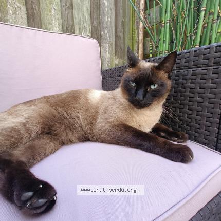 Photo de chat perdu à Lanester