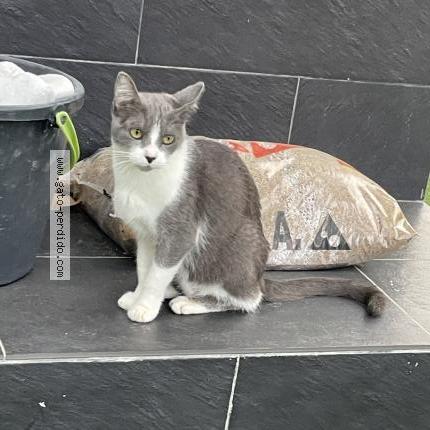 Photo 1/1 Pulguita Chat perdu à Torrelles de llobregat