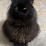 Photo de chat perdu à Bhopal