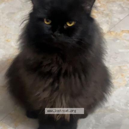 Photo 1/1 Bhageera Chat perdu à Bhopal