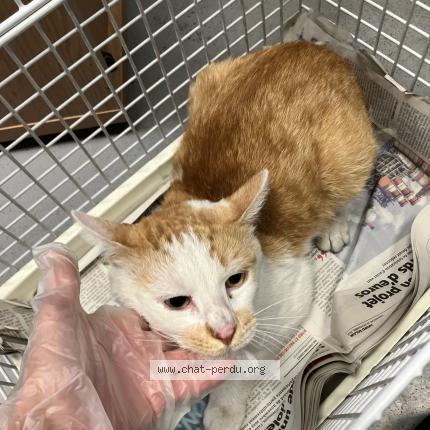 Photo 1/1 Chat trouvé Trouvé à Roubaix