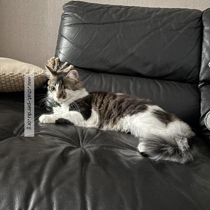 Photo 1/1 Alvin Chat perdu à Hourtin