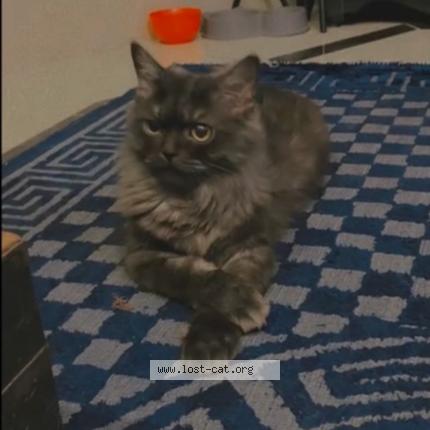 Photo 1/1 Meenu Chat perdu à Multan