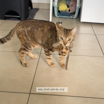 Photo de chat perdu à Decines Charpieu