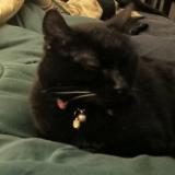 Photo de chat perdu à Montpellier