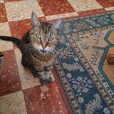 Photo de chat perdu à Montpellier