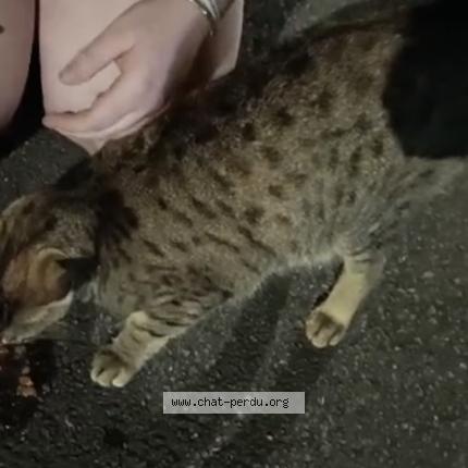 Photo 1/1 Chat trouvé Trouvé à Mons en baroeul