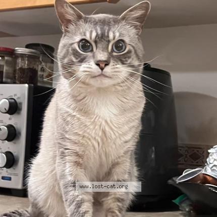 Photo 1/1 Mocha Chat perdu à Victoria