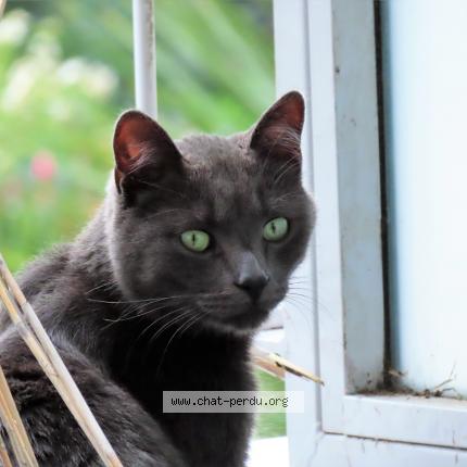 Photo 1/1 SPOOKY Chat perdu à Brest