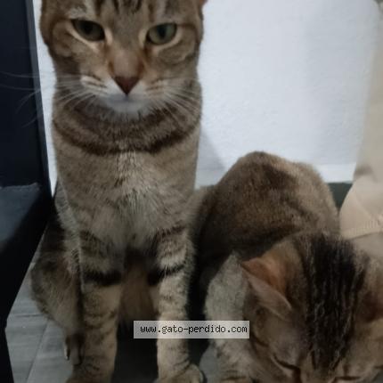 Photo 1/1 Princesa Chat perdu à Monterrey