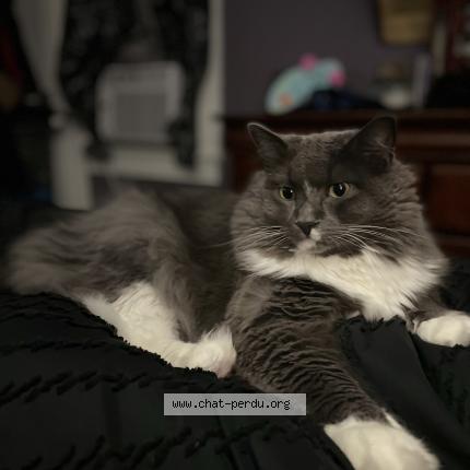 Photo 1/2 Sophia Bockus Chat perdu à Sainte sabine