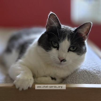 Photo de chat perdu à Lonrai