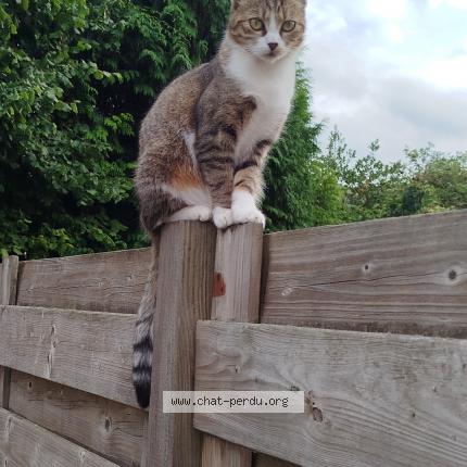 Photo 1/1 Willow Chat perdu à Lezennes