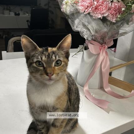 Photo 1/1 Lily Chat perdu à Garden grove