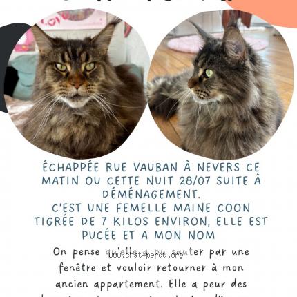 Photo de chat perdu à Nevers