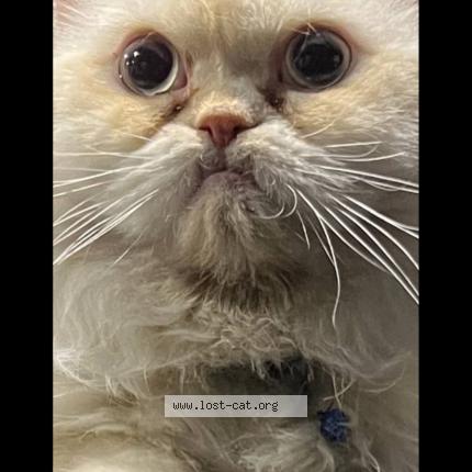 Photo 1/1 Dallas Chat perdu à Surrey