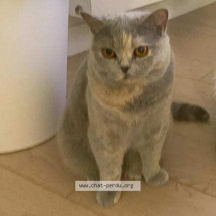Photo de chat perdu à Clamart