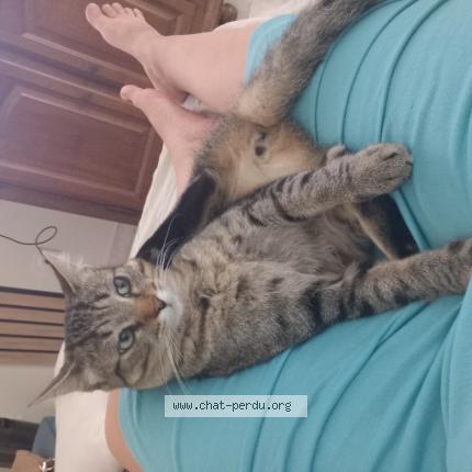 Photo 1/1 Chat retrouvé Perdu à Pont de veyle